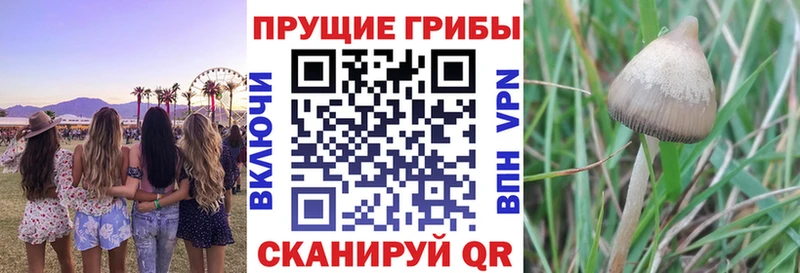 купить наркотик  Няндома  Галлюциногенные грибы Magic Shrooms 